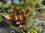 Diverse planten, Ophalen, Zomer, Overige soorten, Volle zon