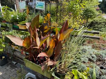 Diverse planten beschikbaar voor biedingen