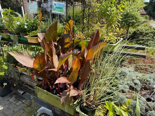 Diverse planten, Tuin en Terras, Planten | Tuinplanten, Overige soorten, Volle zon, Zomer, Ophalen