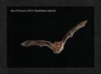 Ruige Dwergvleermuis Pipistrellus Nathusii Bat of the Year 2, Verzamelen, Verzenden, 1980 tot heden, Ongelopen, Wild dier