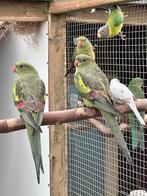 Bergparkieten, Dieren en Toebehoren, Vogels | Parkieten en Papegaaien, Meerdere dieren, Parkiet