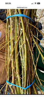 Gezocht! Wilgentakken, omgeving Stroe, Kootwijk, Ophalen of Verzenden, Volle zon, Overige soorten