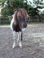 Super lieve shetland pony * merrie *, Dieren en Toebehoren, Pony's, Merrie, A pony (tot 1.17m), Recreatiepony