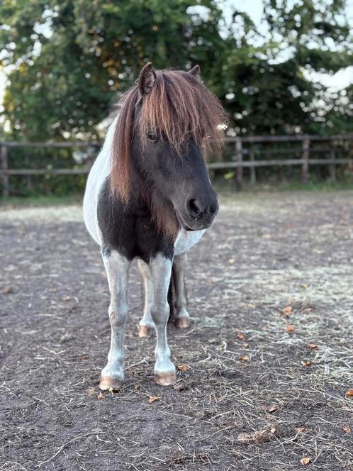 Super lieve shetland pony * merrie *, Dieren en Toebehoren, Pony's, Merrie, A pony (tot 1.17m), Recreatiepony