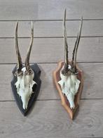 2 Grote Mooie Ree Geweien Samen € 18,50 Jacht Mancave d52, Verzamelen, Dierenverzamelingen, Ophalen of Verzenden, Hert, Gewei of Kop