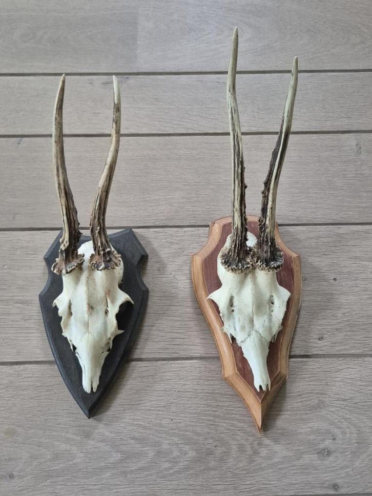 2 Grote Mooie Ree Geweien Samen € 18,50 Jacht Mancave d52, Verzamelen, Dierenverzamelingen, Gewei of Kop, Hert, Ophalen of Verzenden