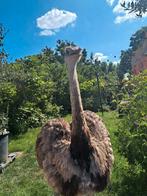 Koppel nandoes, Dieren en Toebehoren, Meerdere dieren, Overige soorten