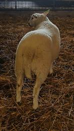 Ram, Dieren en Toebehoren, Mannelijk, Schaap