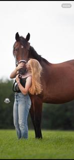 bijrijdpony gezocht/ bijrijder aangeboden :peizermade, Ophalen of Verzenden