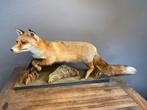 Opgezette vos in natuurlijke houding, Ophalen of Verzenden, Gebruikt, Wild dier, Opgezet dier