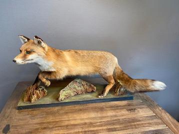 Opgezette vos in natuurlijke houding beschikbaar voor biedingen