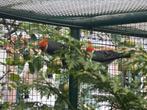 Roodkuifkardinalen, Meerdere dieren, Tropenvogel