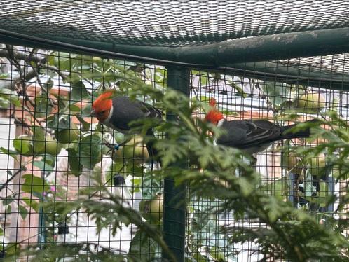 Roodkuifkardinalen, Dieren en Toebehoren, Vogels | Overige Vogels, Tropenvogel, Meerdere dieren