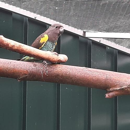 0-1 Meyer-papegaai (Poicephalus Meyeri Damarensis), Dieren en Toebehoren, Vogels | Parkieten en Papegaaien, Papegaai, Vrouwelijk