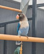 lambada zoekt een huisje! (Agapornis), Dieren en Toebehoren, Vogels | Parkieten en Papegaaien, Geslacht onbekend, Dwergpapegaai of Agapornis