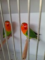 Agapornissen., Dieren en Toebehoren, Geslacht onbekend, Dwergpapegaai of Agapornis