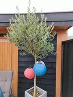 2 olijfbomen in pot, Overige soorten, 100 tot 250 cm, Ophalen, Volle zon