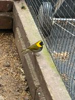 Cubavink pop gezocht of man te koop., Dieren en Toebehoren, Mannelijk, Tropenvogel