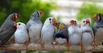Zebravinken te koop, Dieren en Toebehoren, Vogels | Overige Vogels, Meerdere dieren