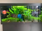 Juwel Rio 450 met extra filter, 2 CO2 tanks en vele extra’s, Zo goed als nieuw, Ophalen, Leeg aquarium
