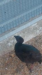 Roul Rouls patrijzen, Dieren en Toebehoren, Vogels | Overige Vogels, Mannelijk