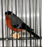 Noorse goudvink man 2024