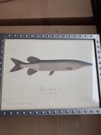 Snoek, forel en karper printen, Ophalen of Verzenden, Zo goed als nieuw, Hout, Minder dan 50 cm