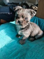 Speelse boomers., Dieren en Toebehoren, Parvo, 8 tot 15 weken, Meerdere, Meerdere dieren