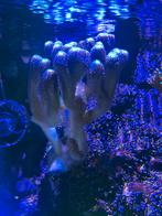 Stylophora paars/blauw, Ophalen of Verzenden, Gevuld zeewateraquarium