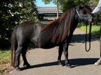 Shetland, shetlander te koop., Dieren en Toebehoren, Pony's, Merrie, A pony (tot 1.17m), 0 tot 2 jaar