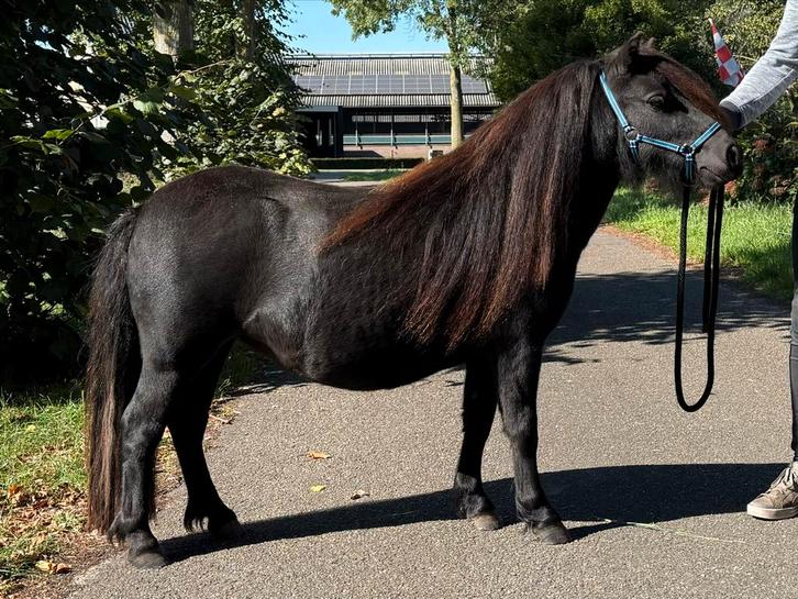 Shetland, shetlander te koop., Dieren en Toebehoren, Pony's, Merrie, A pony (tot 1.17m), 0 tot 2 jaar