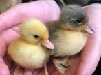 Oud-Hollandse kwaker kuikentjes | Gesekste eenden kuikens, Meerdere dieren, Eend