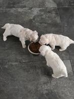 Nog 1 Malshi puppies ter adoptie beschikbaar:, Dieren en Toebehoren, Honden | Chihuahua's en Gezelschapshonden, Maltezer, Rabiës (hondsdolheid)