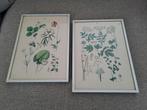 Handgekleurde botanische gravures, Antiek en Kunst, Kunst | Etsen en Gravures, Ophalen of Verzenden