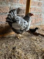 Moeder kip van september “24” met kuiken, Dieren en Toebehoren, Pluimvee, Vrouwelijk, Kip