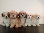 Mooie Boomer pups ShihTzu x Maltezer. Mogen mee., Nederland, Overige rassen, CDV (hondenziekte), 8 tot 15 weken