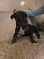 Amerikaanse bully XL puppy’s, 8 tot 15 weken, Meerdere dieren, Eén hond, Nederland