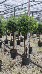 Viburnum tinus op stam verschillende maten, Ophalen of Verzenden, Overige soorten, Halfschaduw