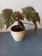 Begonia "Oldemore", Ophalen, Overige soorten, Minder dan 100 cm