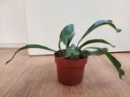 Platycerium Bifercatum - Hertshoornvaren H: 20 cm., Huis en Inrichting, Kamerplanten, Ophalen, Overige soorten, Halfschaduw, Minder dan 100 cm