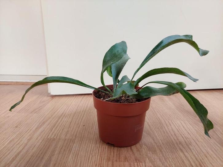 Platycerium Bifercatum - Hertshoornvaren H: 20 cm., Huis en Inrichting, Kamerplanten, Overige soorten, Minder dan 100 cm, Groene kamerplant