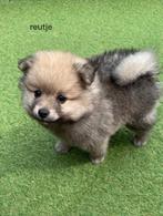 Pomeranian / Pomeriaan pups !, Dieren en Toebehoren, Keeshond, Meerdere, Meerdere dieren, Nederland