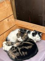 Lieve katers, Dieren en Toebehoren, Katten en Kittens | Overige Katten, Kater, Kortharig, 3 tot 5 jaar