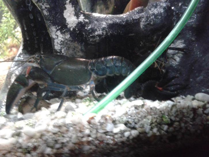 Cherax Destructor kreeften, Dieren en Toebehoren, Vissen | Aquariumvissen, Zoetwatervis, Kreeft, Krab of Garnaal