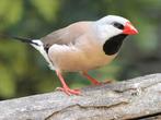 Te Koop: jonge Spitsstaartamadines 1-1 man / pop, Dieren en Toebehoren, Vogels | Overige Vogels, Meerdere dieren, Tropenvogel