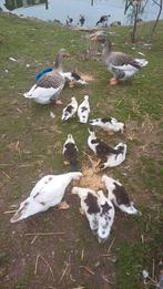 Mooie jonge Kaapse eenden zoeken mooi thuis, Dieren en Toebehoren, Pluimvee, Meerdere dieren, Eend