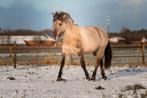 Verzorgster/bijrijder gezocht, Dieren en Toebehoren