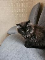 Perzische Kittentjes te koop!, Dieren en Toebehoren, Katten en Kittens | Raskatten | Langhaar, Meerdere dieren, Ontwormd, 0 tot 2 jaar