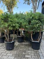 Pinus sylvestris 3 stam (meerstammige Pinus ) te koop!, In pot, Bloeit niet, Halfschaduw, Minder dan 100 cm