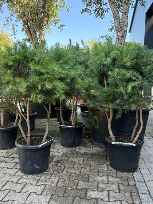 Pinus sylvestris 3 stam (meerstammige Pinus ) te koop!, Tuin en Terras, Planten | Bomen, Overige soorten, Minder dan 100 cm, Halfschaduw